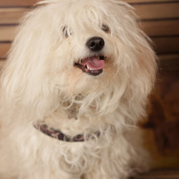 Concorso Fotografico - QuattroZampe in Fiera - Roma - Marzo 2026