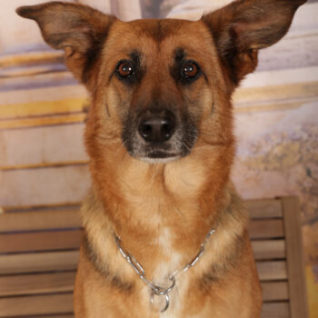 Concorso Fotografico - QuattroZampe in Fiera - Roma - Marzo 2026