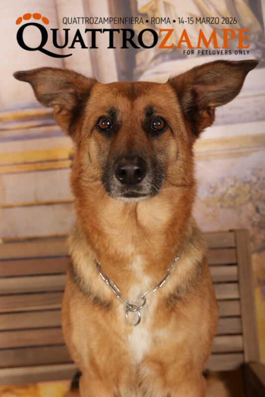 Concorso Fotografico - QuattroZampe in Fiera - Roma - Marzo 2026
