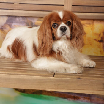 Concorso Fotografico - QuattroZampe in Fiera - Roma - Marzo 2026