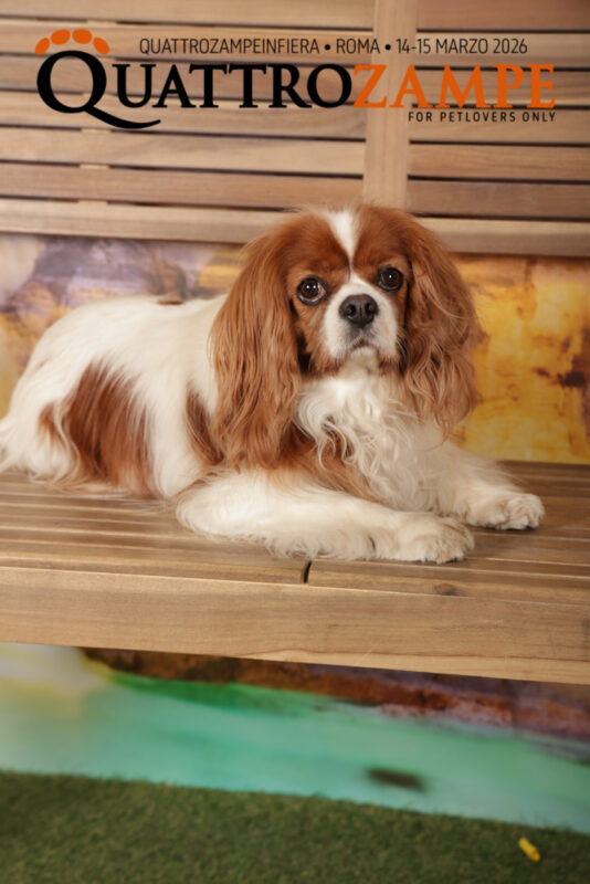 Concorso Fotografico - QuattroZampe in Fiera - Roma - Marzo 2026