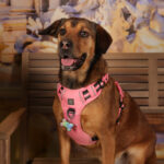 Concorso Fotografico - QuattroZampe in Fiera - Roma - Marzo 2026