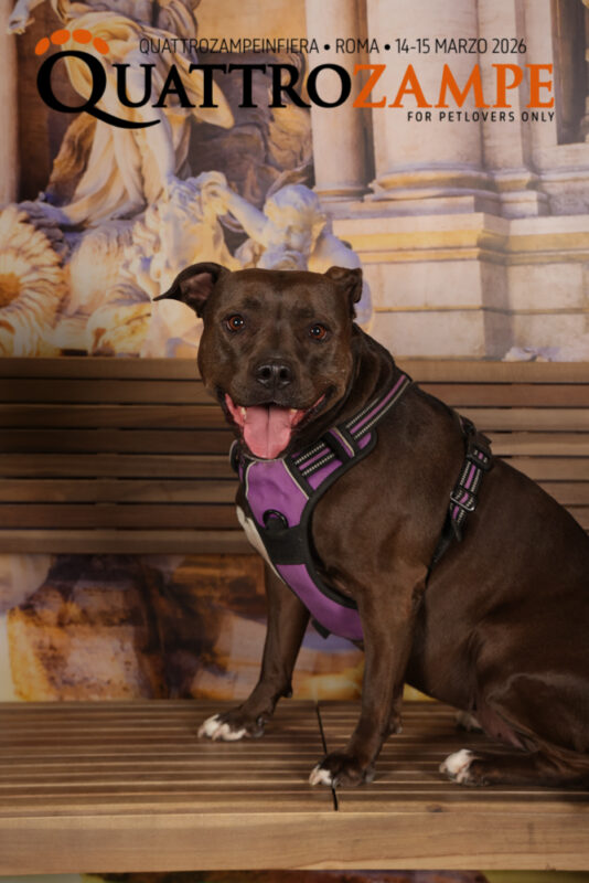 Concorso Fotografico - QuattroZampe in Fiera - Roma - Marzo 2026