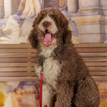 Concorso Fotografico - QuattroZampe in Fiera - Roma - Marzo 2026