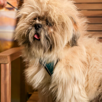 Concorso Fotografico - QuattroZampe in Fiera - Roma - Marzo 2026