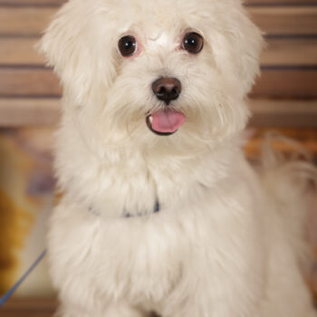 Concorso Fotografico - QuattroZampe in Fiera - Roma - Marzo 2026