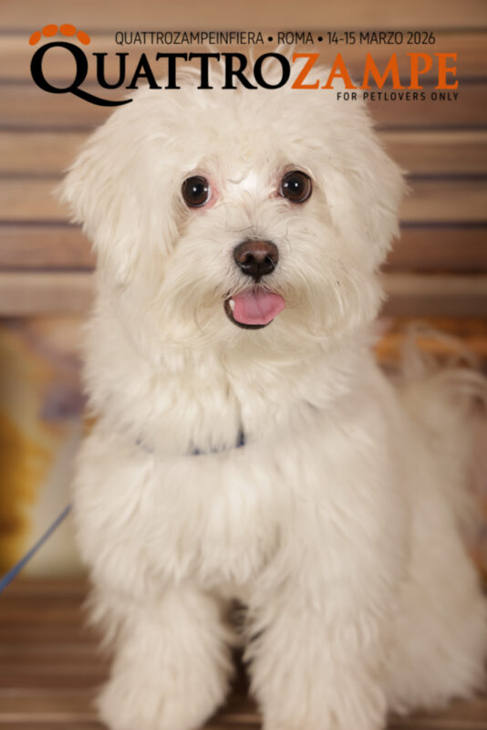 Concorso Fotografico - QuattroZampe in Fiera - Roma - Marzo 2026