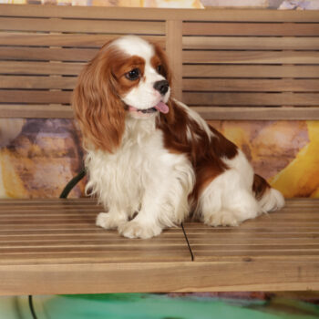 Concorso Fotografico - QuattroZampe in Fiera - Roma - Marzo 2026