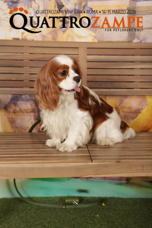 Concorso Fotografico - QuattroZampe in Fiera - Roma - Marzo 2026