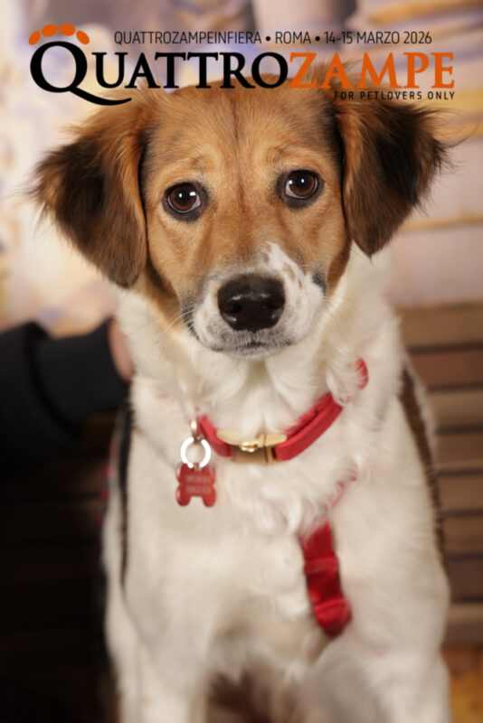 Concorso Fotografico - QuattroZampe in Fiera - Roma - Marzo 2026