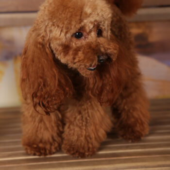 Concorso Fotografico - QuattroZampe in Fiera - Roma - Marzo 2026