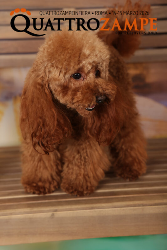 Concorso Fotografico - QuattroZampe in Fiera - Roma - Marzo 2026