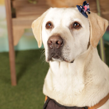 Concorso Fotografico - QuattroZampe in Fiera - Roma - Marzo 2026