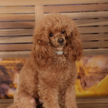 Concorso Fotografico - QuattroZampe in Fiera - Roma - Marzo 2026