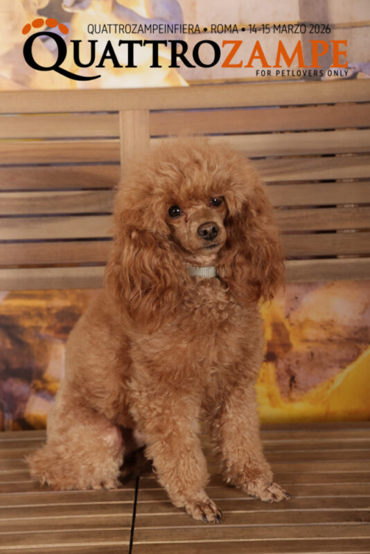 Concorso Fotografico - QuattroZampe in Fiera - Roma - Marzo 2026