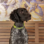 Concorso Fotografico - QuattroZampe in Fiera - Roma - Marzo 2026