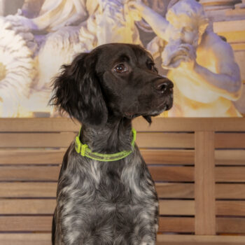 Concorso Fotografico - QuattroZampe in Fiera - Roma - Marzo 2026