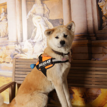 Concorso Fotografico - QuattroZampe in Fiera - Roma - Marzo 2026