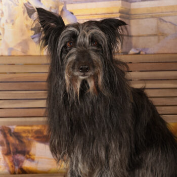 Concorso Fotografico - QuattroZampe in Fiera - Roma - Marzo 2026