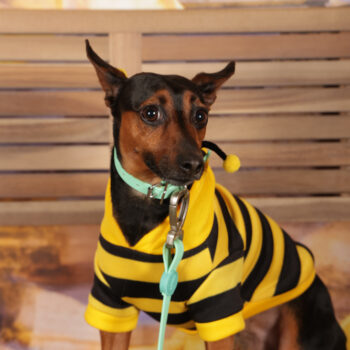 Concorso Fotografico - QuattroZampe in Fiera - Roma - Marzo 2026