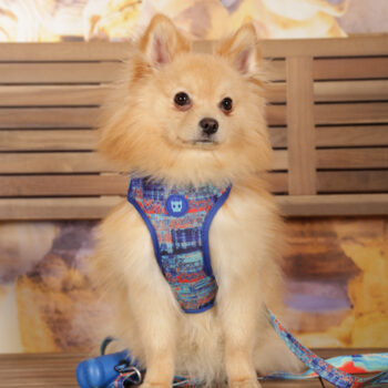 Concorso Fotografico - QuattroZampe in Fiera - Roma - Marzo 2026