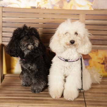 Concorso Fotografico - QuattroZampe in Fiera - Roma - Marzo 2026