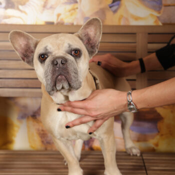 Concorso Fotografico - QuattroZampe in Fiera - Roma - Marzo 2026