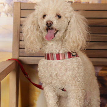 Concorso Fotografico - QuattroZampe in Fiera - Roma - Marzo 2026