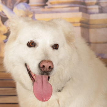 Concorso Fotografico - QuattroZampe in Fiera - Roma - Marzo 2026