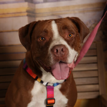 Concorso Fotografico - QuattroZampe in Fiera - Roma - Marzo 2026