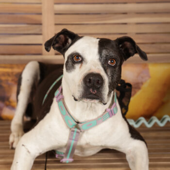 Concorso Fotografico - QuattroZampe in Fiera - Roma - Marzo 2026