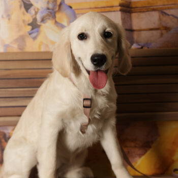 Concorso Fotografico - QuattroZampe in Fiera - Roma - Marzo 2026