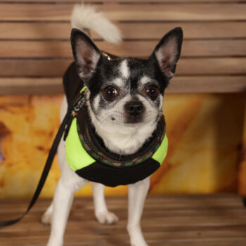 Concorso Fotografico - QuattroZampe in Fiera - Roma - Marzo 2026