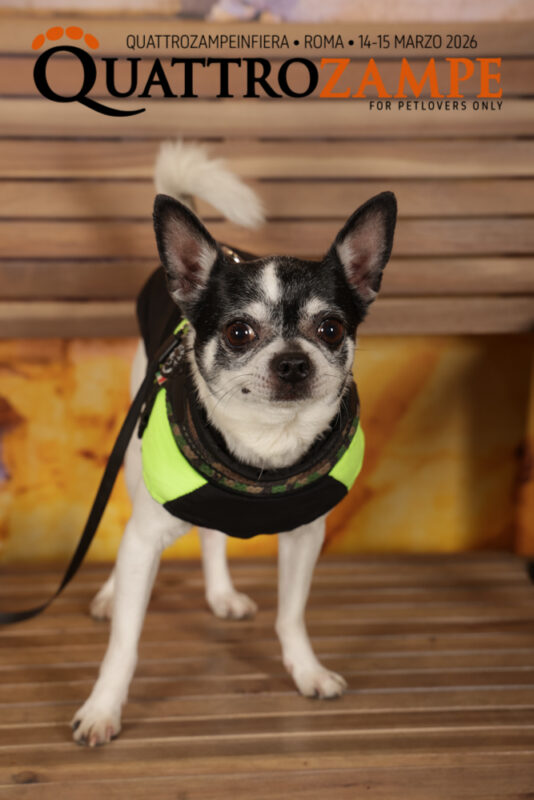 Concorso Fotografico - QuattroZampe in Fiera - Roma - Marzo 2026