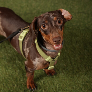 Concorso Fotografico - QuattroZampe in Fiera - Roma - Marzo 2026