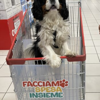 Carica e Vota - Maggio 2026