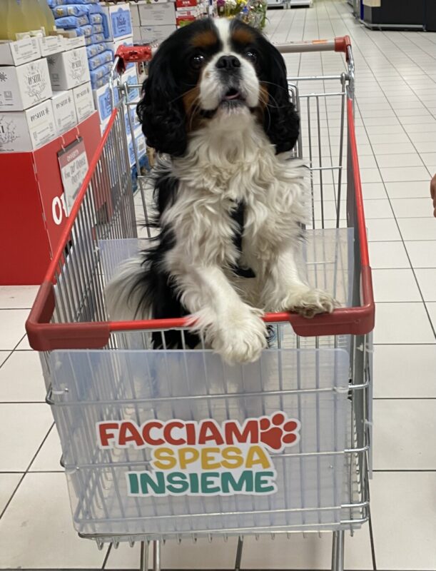 Carica e Vota - Maggio 2026