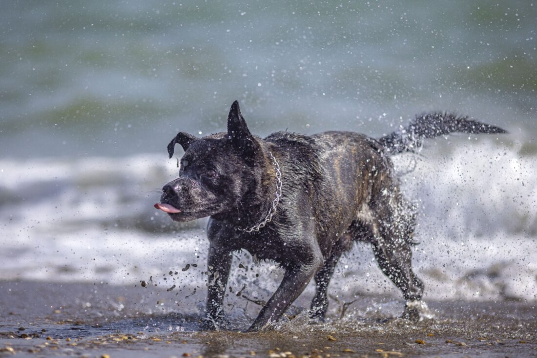 Carica e Vota - Maggio 2026