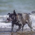 Carica e Vota - Maggio 2026