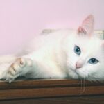 Angora Turco sdraiato su un tavolo: è un felino, fiero e indipendente, agile e scattante