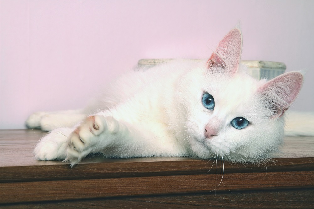 Angora Turco sdraiato su un tavolo: è un felino, fiero e indipendente, agile e scattante