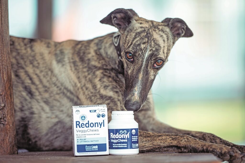 Come prevenire le allergie nei cani e nei gatti a partire dall'intestino