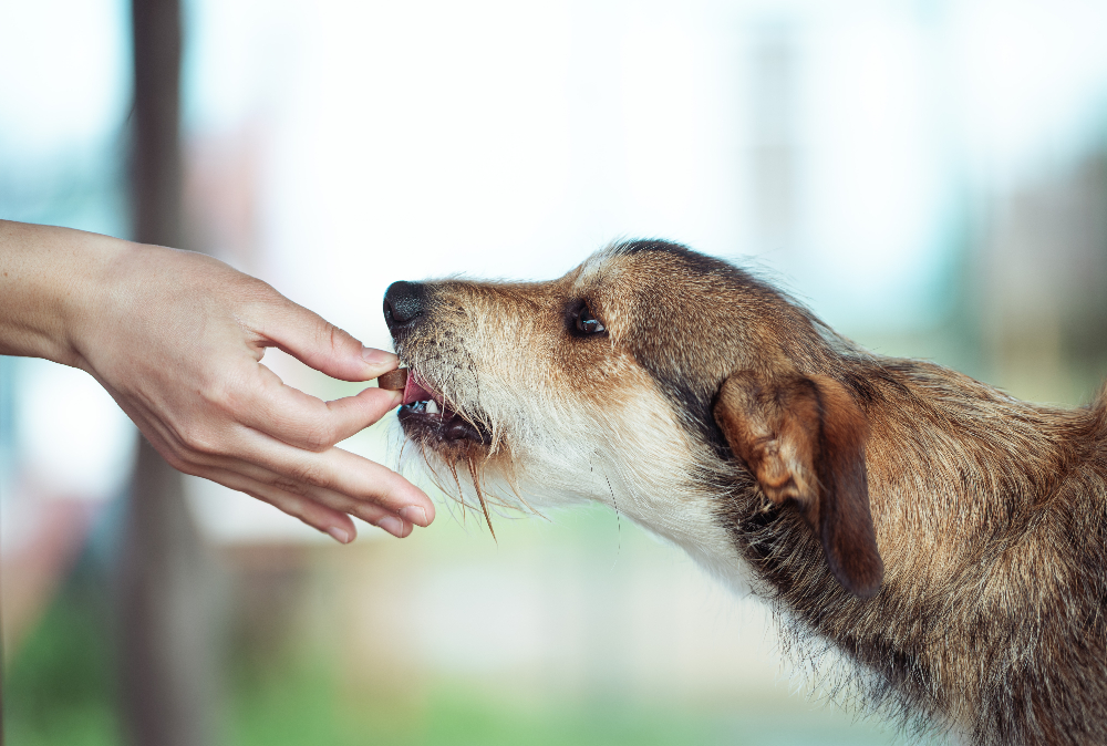 Un umano dà da mangiare a un cane: in primavera è importante stare attenti alle allergie nei cani e nei gatti