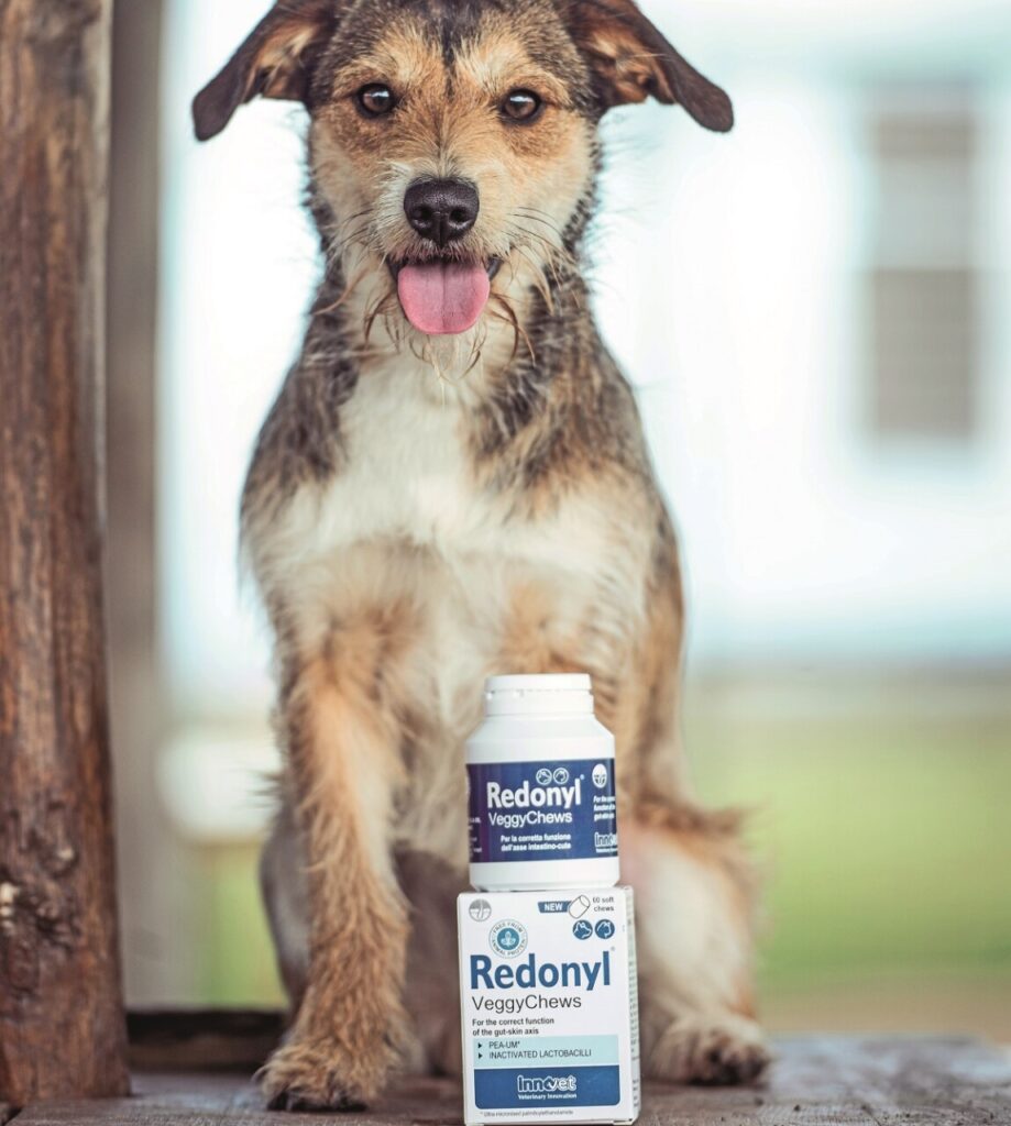 Come prevenire le allergie nei cani e nei gatti a partire dall'intestino