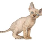 Devon Rex: l’aspetto esotico, il lungo collo sottile e le forme aggraziate ricordano un po’ Bastet, la dea egiziana antropomorfa con testa di gatto
