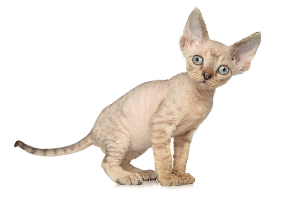 Devon Rex: l’aspetto esotico, il lungo collo sottile e le forme aggraziate ricordano un po’ Bastet, la dea egiziana antropomorfa con testa di gatto