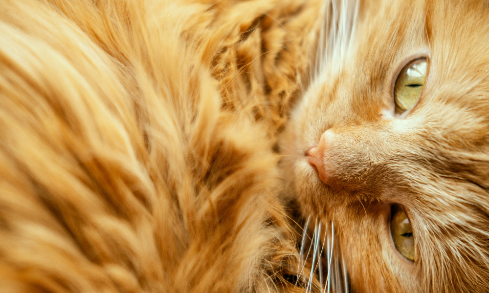 Un gatto che riposa serenamente: l'importanza degli integratori naturali per gatti per mantenere il loro benessere