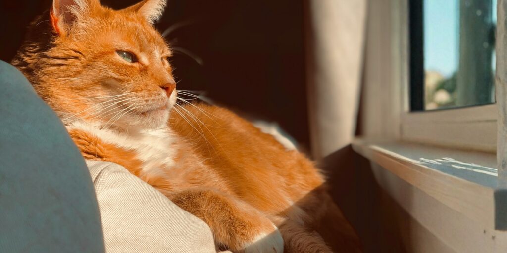 Integratori naturali per gatti: nasce Miào, la nuova linea di Bàu per i felini