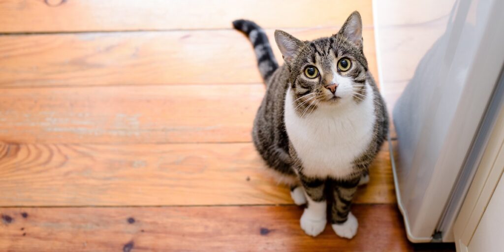 Integratori naturali per gatti: nasce Miào, la nuova linea di Bàu per i felini