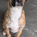 Carica e Vota - Maggio 2026